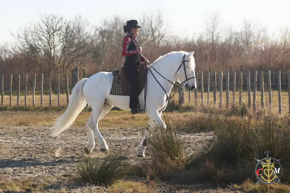 chevaux Camargue
