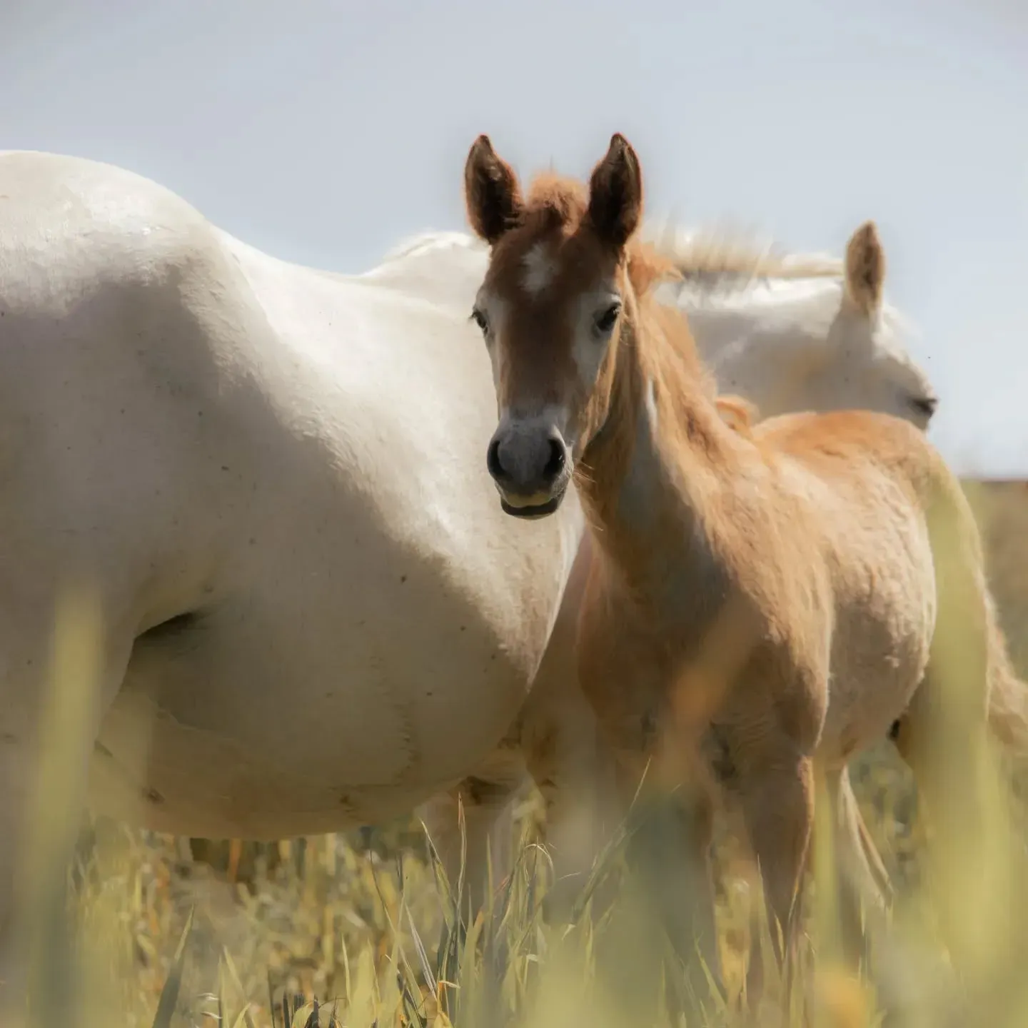 cheval (2)