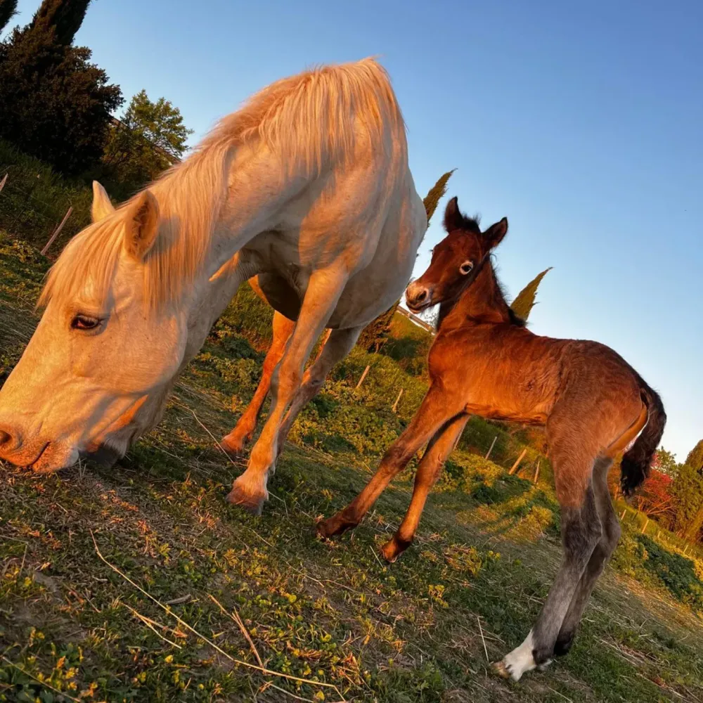 Élevage chevaux près de Nîmes 