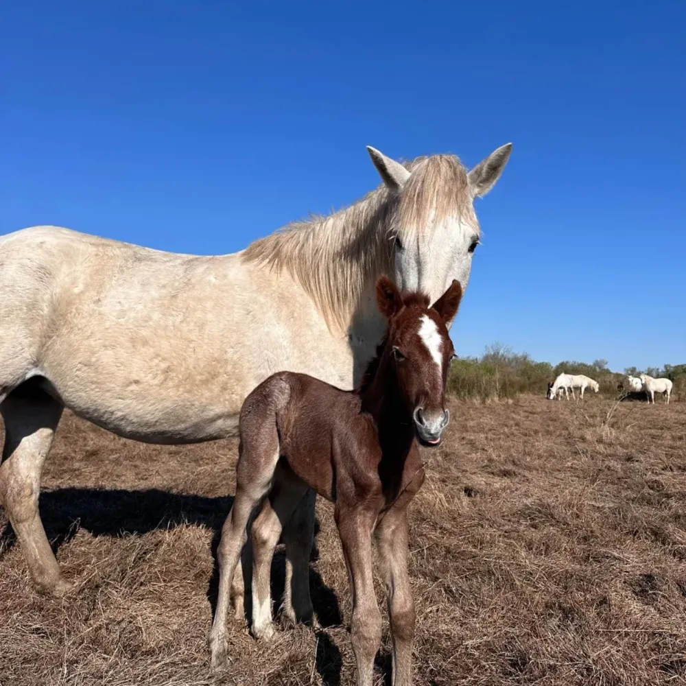 Pension chevaux près de Nîmes 