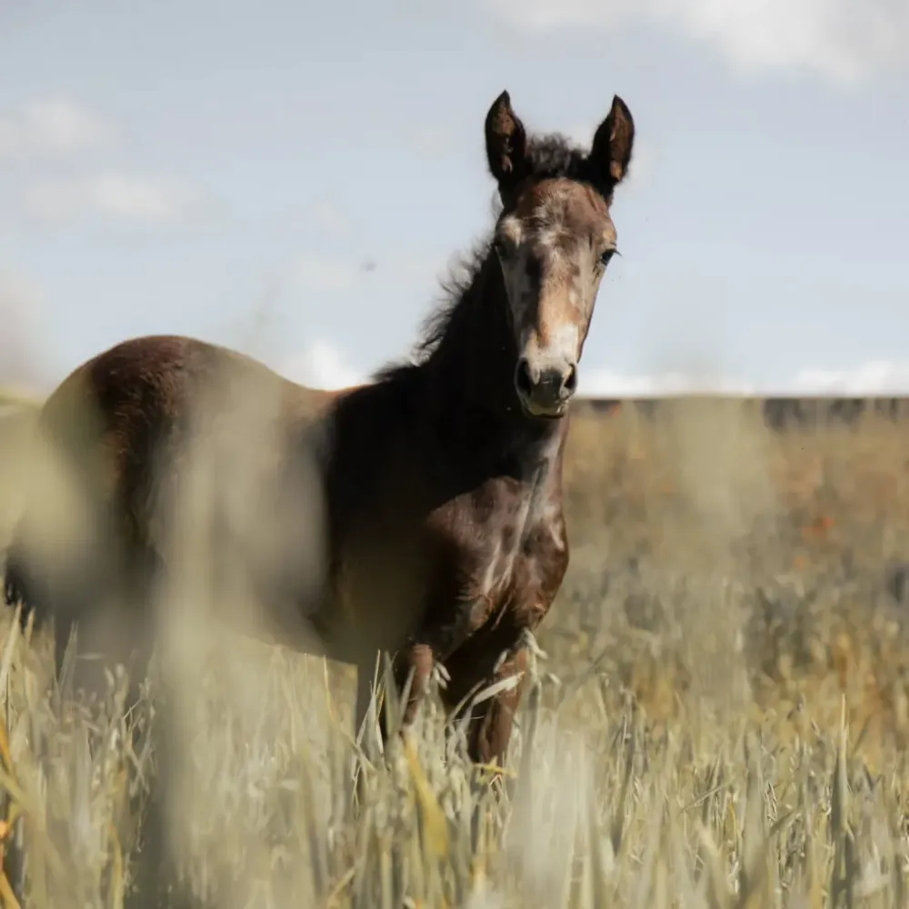 Élevage cheval près de Nîmes 