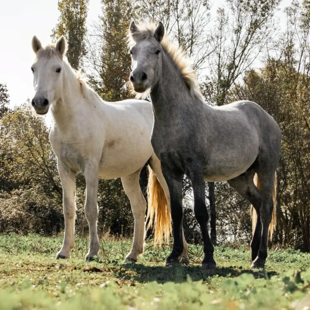 Vente de chevaux près de Nîmes 