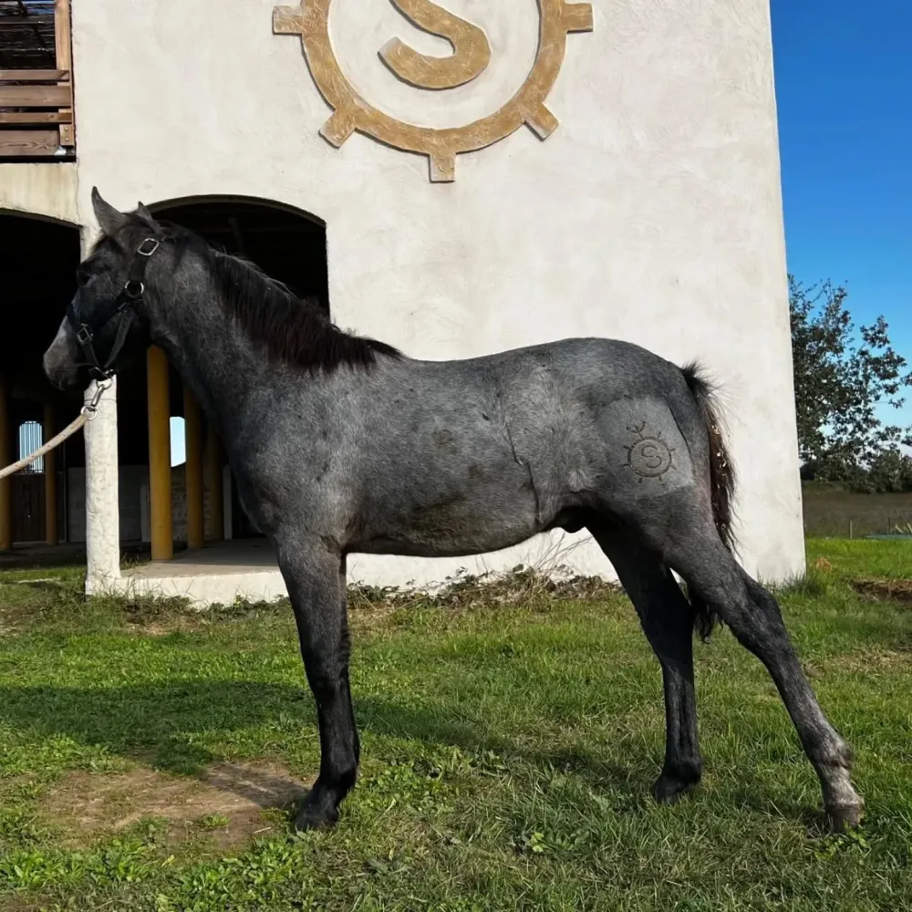 cheval (6)